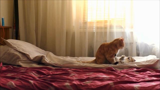 Коты дерутся или играют??? Бои без правил :) / Are the cats fighting or playing ??? / смотреть онлайн