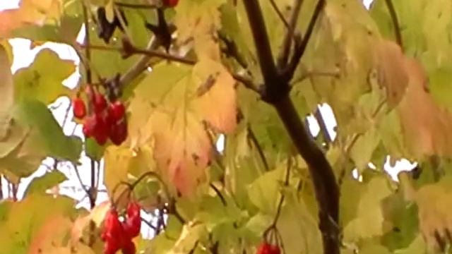 Калина красная. смотреть онлайн