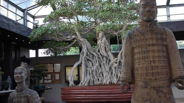 1000 year old Ficus Bonsai смотреть онлайн