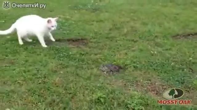 Коты стали боятся змей что за чюж смотреть онлайн