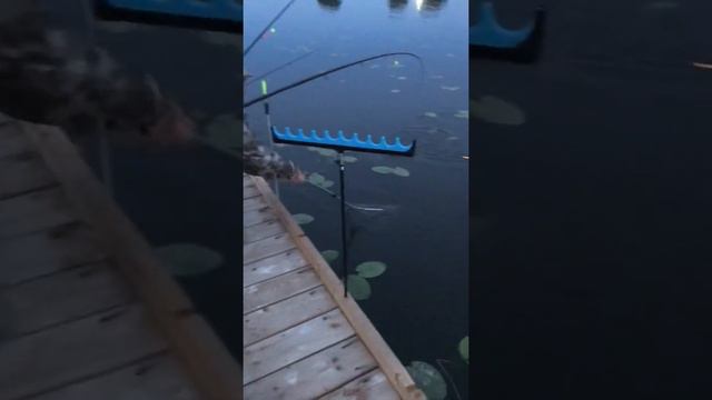 Дети поймали карпа. смотреть онлайн