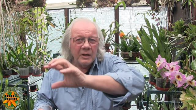 My Sunday Orchid Chat - Orchids Suitable for Growing on Windowsills (NOT) смотреть онлайн