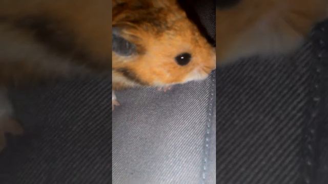 Что нужно знать о хомяке Рыжике. смотреть онлайн