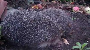 секс и ёжики