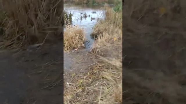 Изучаем водоплавающих птиц ??? смотреть онлайн