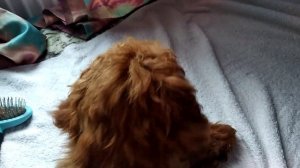 ВЛОГ: КАК ПОЧИСТИТЬ УШИ СОБАКЕ В  ДОМАШНИХ УСЛОВИЯХ? УХОД ЗА УШАМИ ПУДЕЛЯ