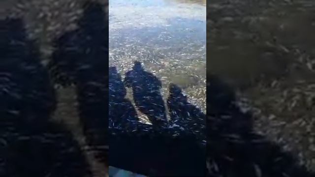 Очень много рыбы воблы пришло на зимовку. смотреть онлайн