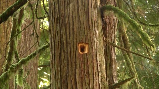 Old Tree & Pileated Woodpecker holes. 800-летняя лжетсуга и желна (2439sp) смотреть онлайн