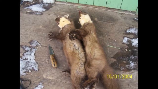 Баброўнікі , амаль знікшая культура старажытнага промысла ВКЛ, бабровая сабака смотреть онлайн