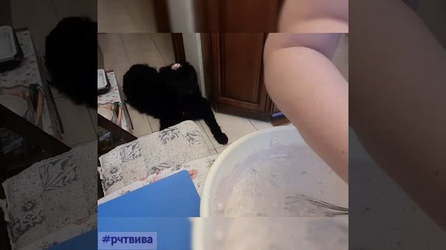Оладьи. Как собака помогает их печь. С конца в начало. День 89. Русский Черный Терьер #ВИВА ? смотреть онлайн