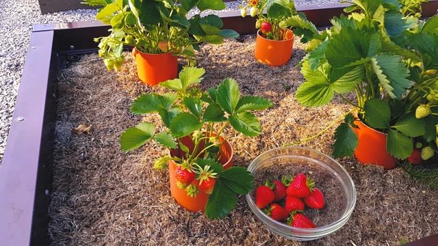 56. Клубника. Второй сбор ягод смотреть онлайн