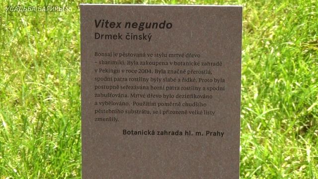 Выставка бонсай Прага 2017 смотреть онлайн