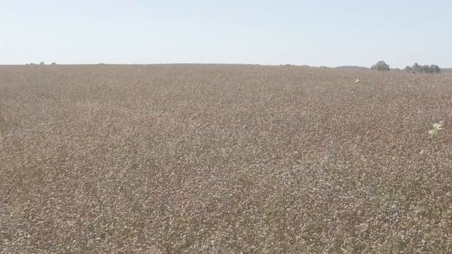 Гречиха Купава в середине сезона и перед уборкой смотреть онлайн