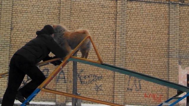 Чау-Чау Персей (7 месяцев): супер-трюк смотреть онлайн