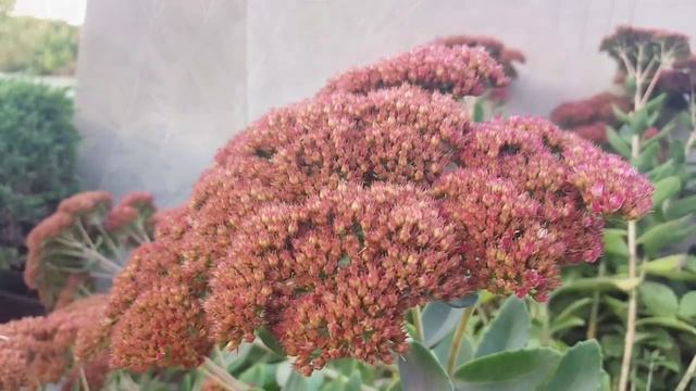 Perennial Plant Video: Sedum spectabile смотреть онлайн