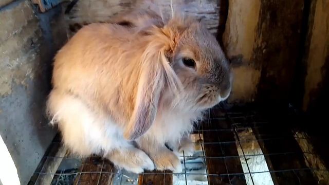 Мои кролики породи Рекс.My rabbits breed REX.Different and beatiful. Rabbits UA. смотреть онлайн