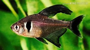 ОРНАТУС ЧЁРНЫЙ ФАНТОМ(ОБЗОР)