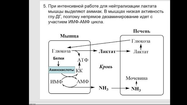 Частная биохимия. Мышцы. Часть 1.