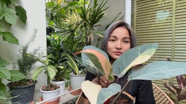 Rare Plant Collection : Philodendron Red Congo Var.