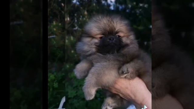 Мальчик померанского шпица. смотреть онлайн