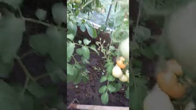 Неужели озеро Подборное изчезнет!?Снимаю свой огород после дождя. смотреть онлайн