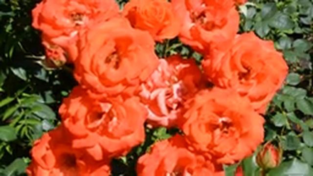 Музыка для души. Эту музыку можно слушать вечно! Лучшие композиции Сергея Грищука #4 смотреть онлайн
