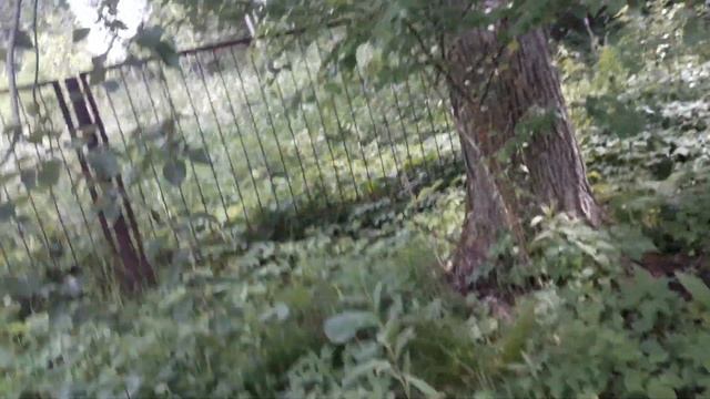 Тополь Максимовича, небольшой обзор смотреть онлайн