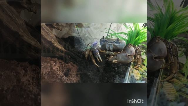 Радужный краб в моем террариуме смотреть онлайн
