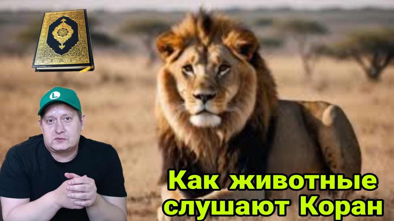Как животные слушают Коран смотреть онлайн