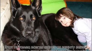 Интересные факты о Черной Немецкой Овчарке