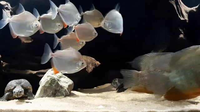 Очередные изменения в аквариуме. Обновление на 03.08.2022 смотреть онлайн