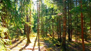 Звуки живой природы: лес в мае месяце. Видео для отдыха.