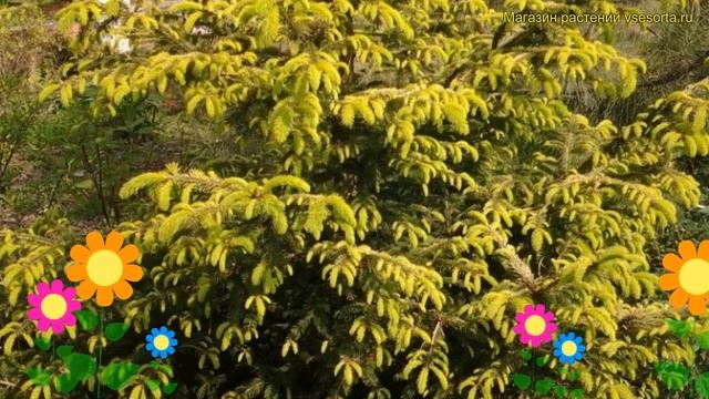 Ель обыкновенная Конка. Краткий обзор, описание характеристик picea abies Konca смотреть онлайн