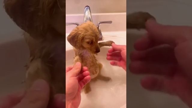 Weee Meme Dogs TikTok Compilation | Dogs 2021 Compilation |