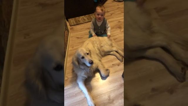 Терпеливый характер голден ретривера, помощь при линьке смотреть онлайн