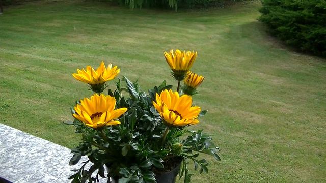 GAZANIA Time Lapse смотреть онлайн
