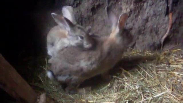 Плюсы ямного содержания кроликов при плохой погоде смотреть онлайн