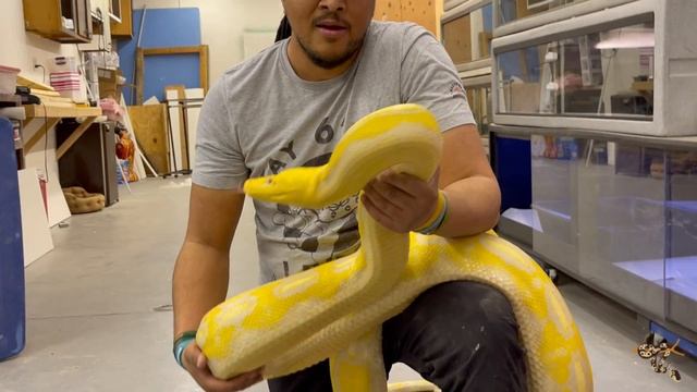 Introducing My One And Only Giant Snake! смотреть онлайн