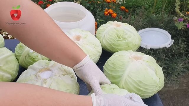 Priprema kiselog kupusa na jednostavan način смотреть онлайн