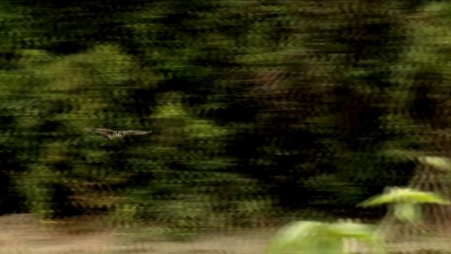 Secret Brazil: Jaguar, the king of the Pantanal | Animal documentary - Part 1/2 смотреть онлайн