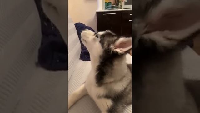 хаски вой смотреть онлайн
