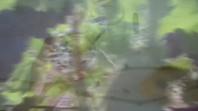 100% СУПЕР СПОСОБ УКОРЕНЕНИЯ ЧЕРЕНКОВ ВИНОГРАДА ВСЕГДА ДЕЛАЙ ТАК смотреть онлайн
