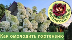 Омолаживающая обрезка метельчатой гортензии