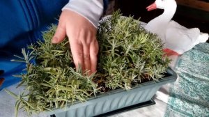 51.Зимовка лаванды.Как сохранить лаванду зимой на Урале? 29.01.2020