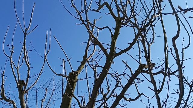 Обрезка груши с пирамидальной кроной смотреть онлайн