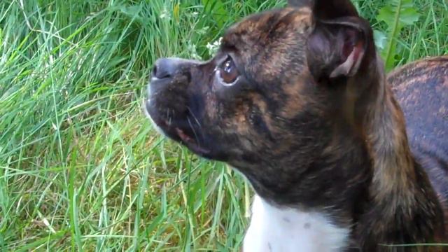 Boston Terrier/ Chihuahua puppy mix, Gidget, super cute! смотреть онлайн