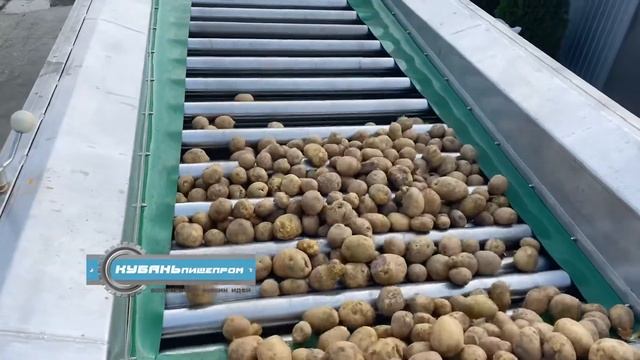 Калибровка картофеля / ООО «Кубаньпищепром» смотреть онлайн