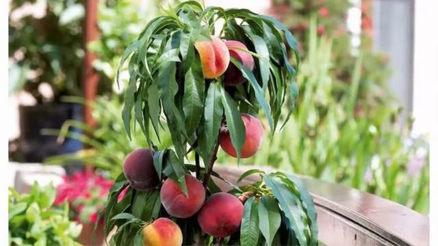 Готовка на Пикнике и Отдых на Природе