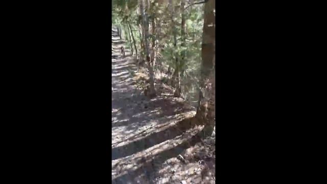 SCARY Close Calls With BIG CATS Caught On Camera! смотреть онлайн