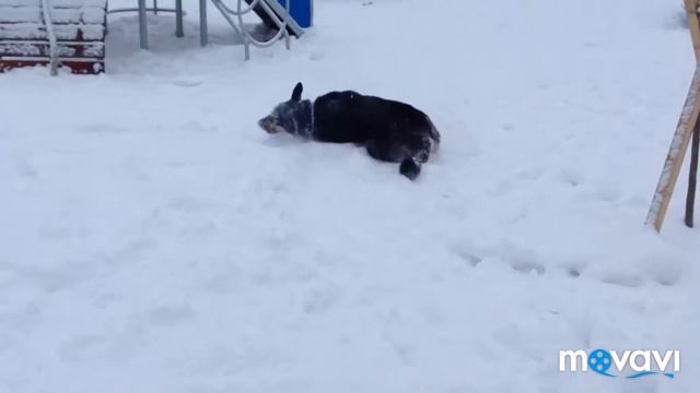 Счастливый пёс